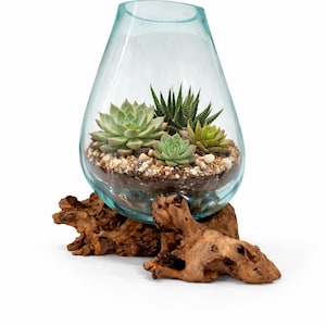 May include: A teardrop-shaped glass terrarium with a light blue tint, filled with various succulents and small pebbles. The terrarium sits on a decorative, natural-looking wooden base, creating a unique display.