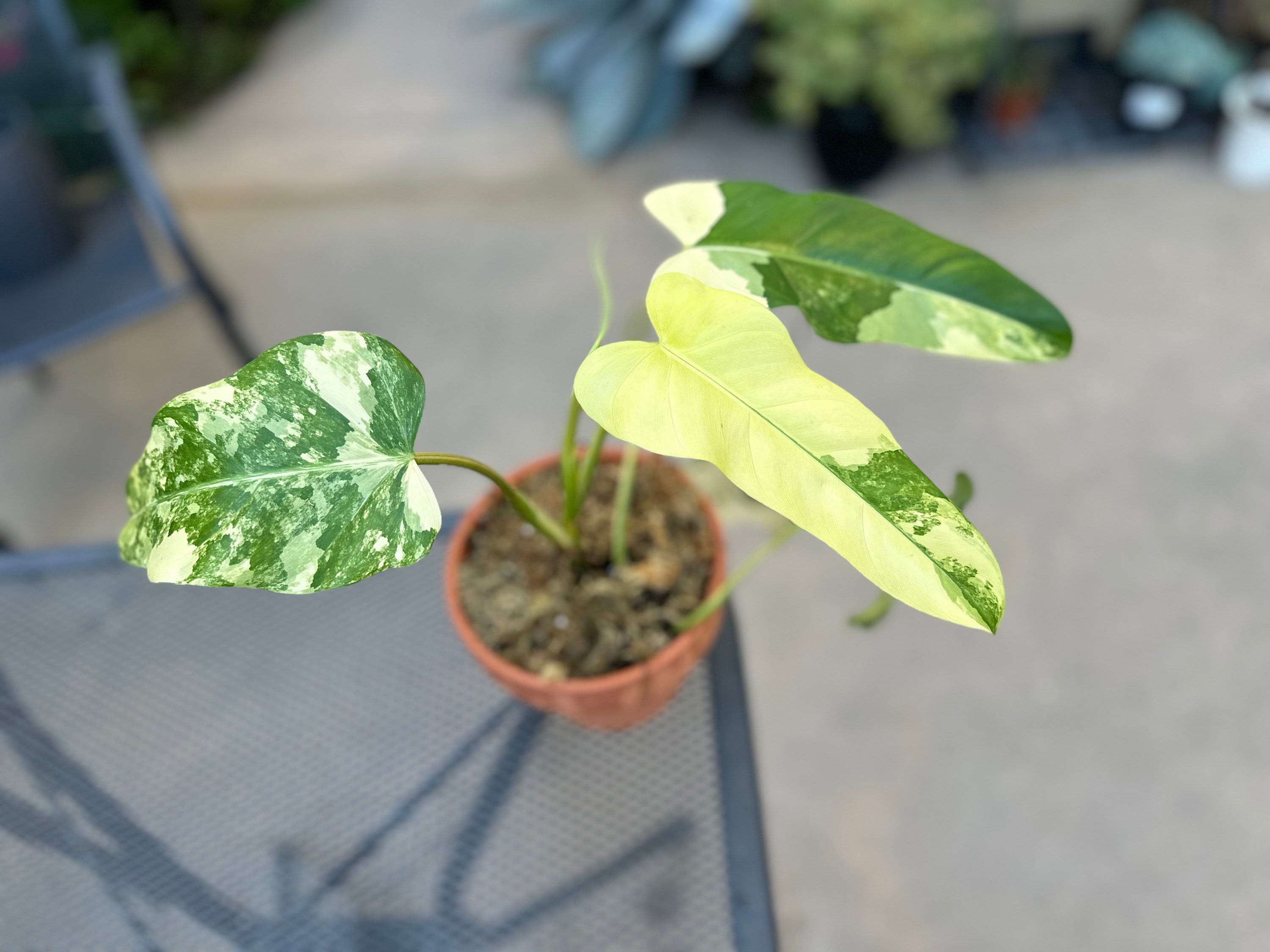 bamboo palm plants for sale Bamboo Palm – Mickey Hargitay Plants
