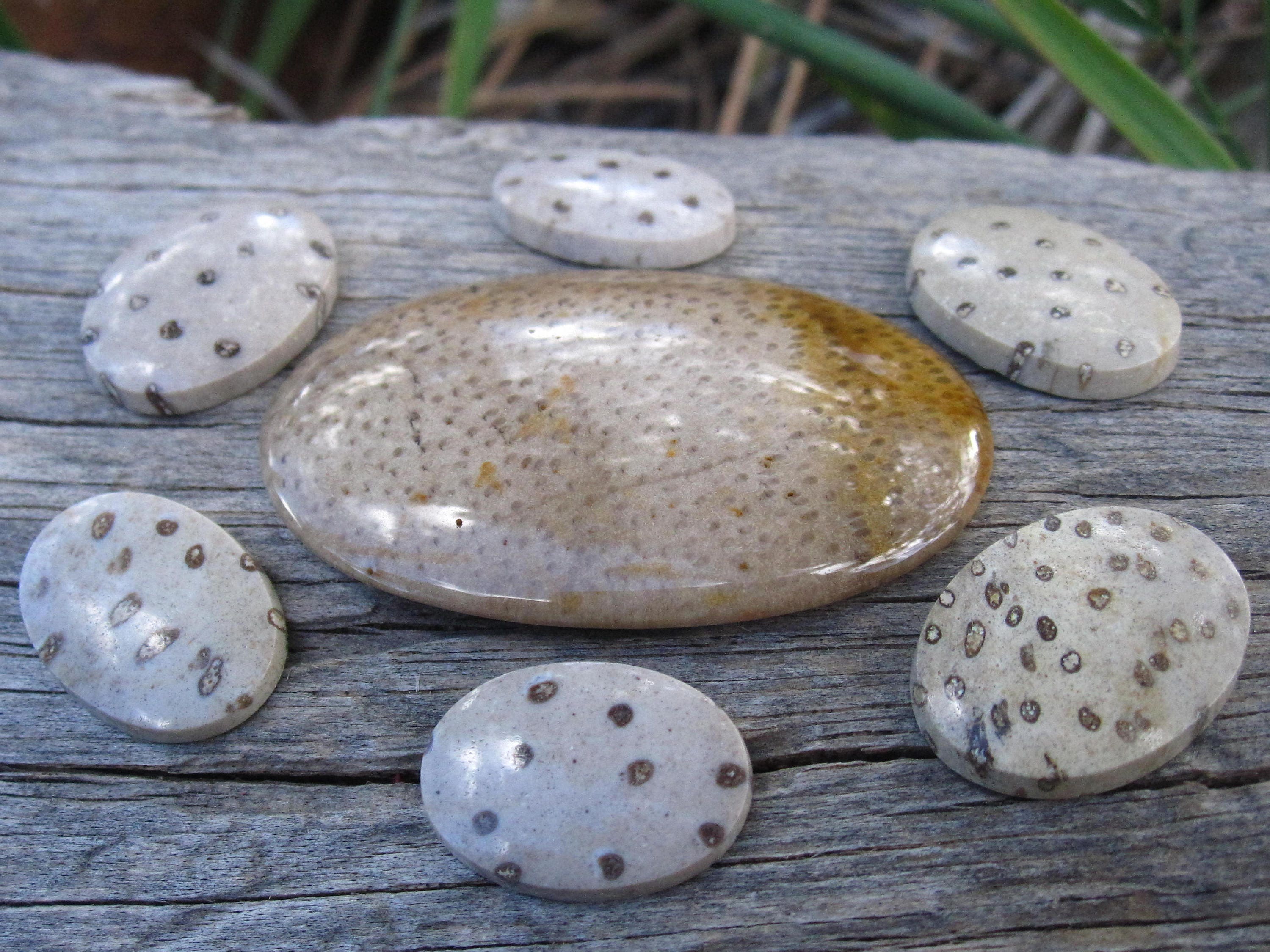 Palm Wood Fossil Fossilized Petrified Cabochons Lot Collection Wholesale
