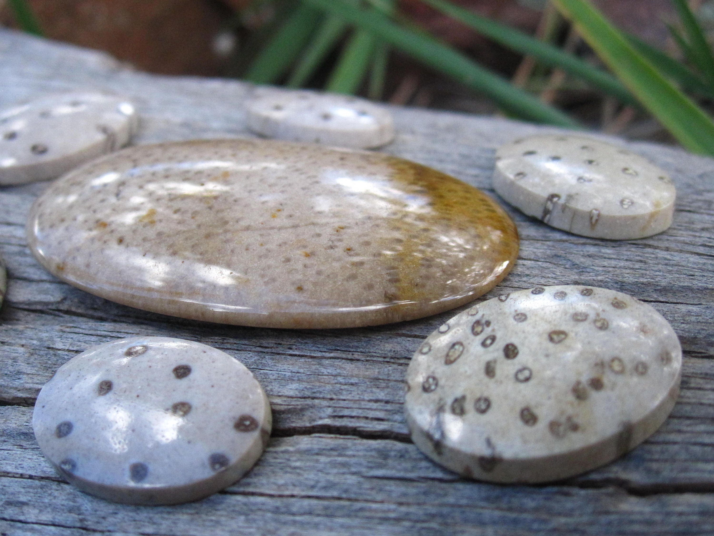 Palm Wood Fossil Fossilized Petrified Cabochons Lot Collection Wholesale