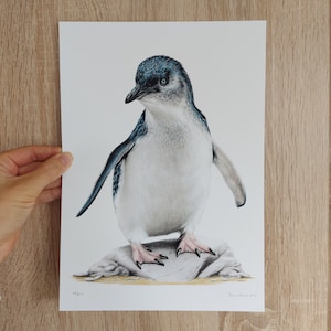 Little Blue Penguin - NZ Art Print