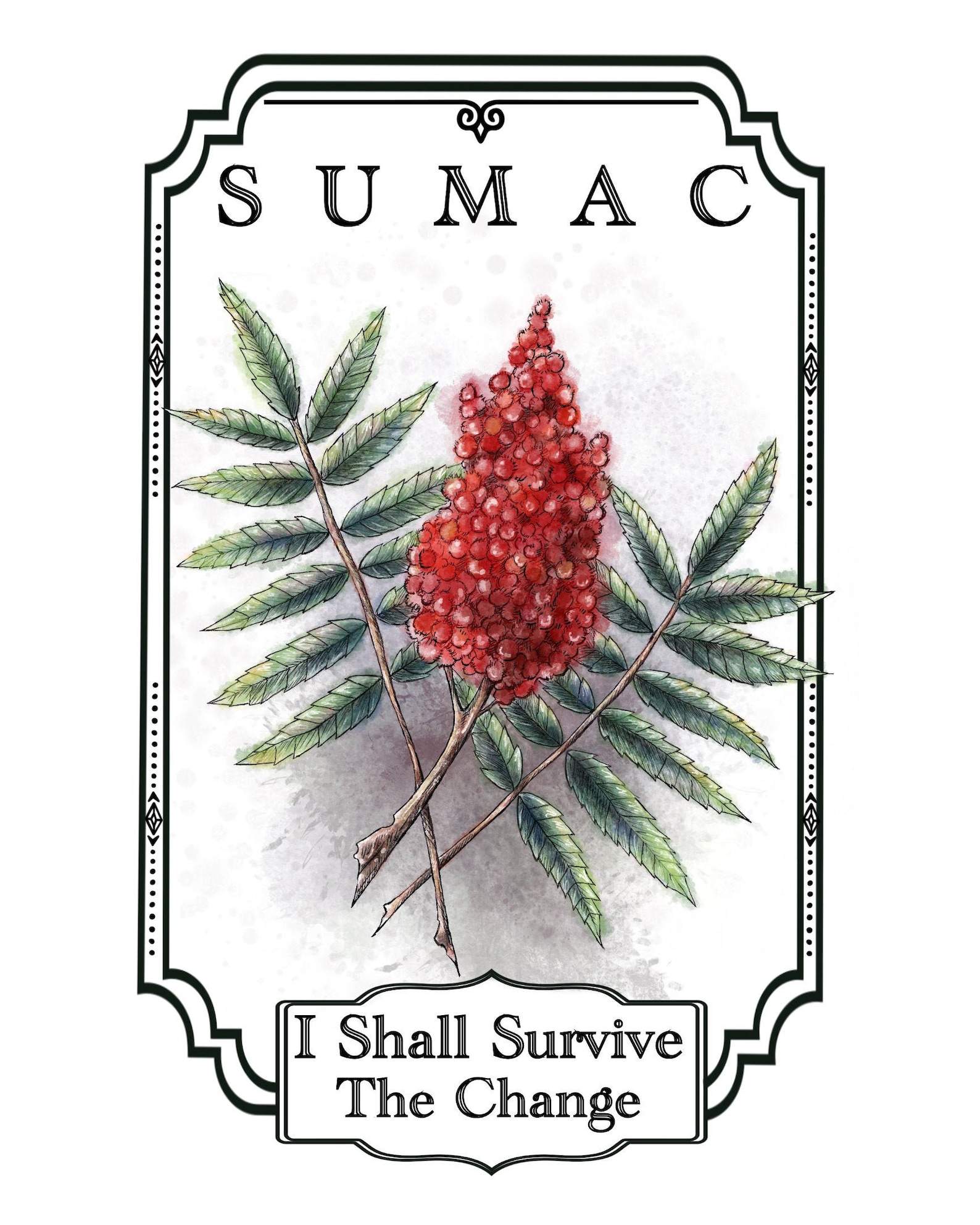 4x6 Print Botanical Illustration Sumac Etsy
