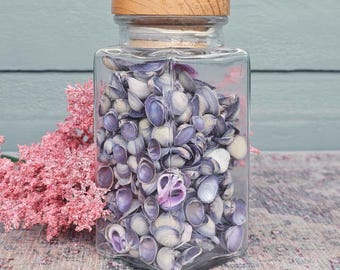 Vintage PURPLE SEASHELLS in a Vintage Jar! **Colourful Vintage Australian Purple Seashells ** Beach House Decor *