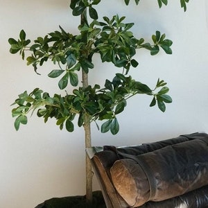 Artificial Shady Lady Tree (Black Olive)