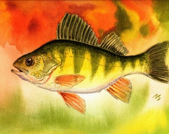 Perch fish Watercolor Painting 8.5" X 11" Best Cottage or Lake House Decor Colorful Art Print by fishing artist Barry Singer