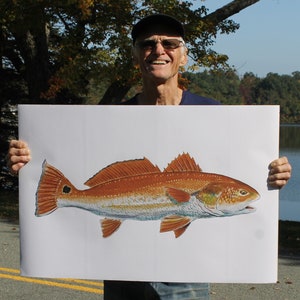 Very Large Redfish Red Drum poster size Art print 20&quot; X 30&quot; from a watercolor illustration by Barry Singer