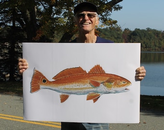 Very Large Redfish Red Drum poster size print 20" X 30" from a watercolor illustration by Barry Singer