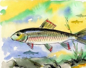 ORIGINAL Fish Watercolor painting Art 7.5 X 10.5 inches  Redhorse shiner Fisherman gift lake House Cottage Decor by Barry Singer