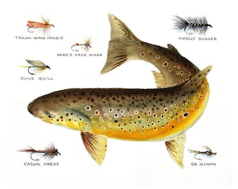 Brown trout with flies Watercolor 8.5 X 11 Cottage Decor print for the fly Fisherman by artist Barry Singer Flyfishing art