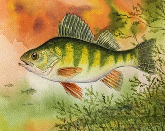Yellow Perch fish vegetation Watercolor Painting 11"X14" Art Print Cottage Lake House Decor Fisherman gift by fishing artist Barry Singer