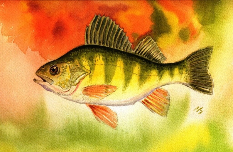 A watercolor painting of a yellow perch with a colorful background