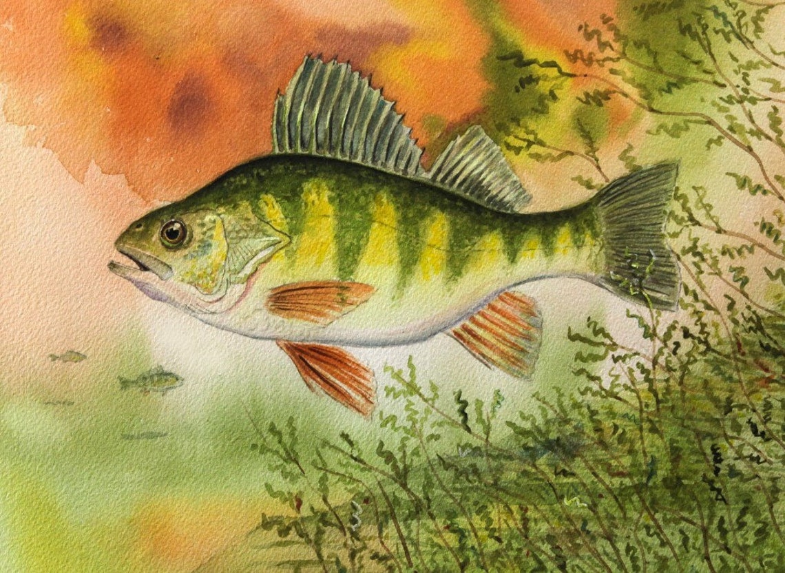 Yellow Perch Fish Vegetation Watercolor Painting 11