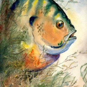 The head of a bluegill watercolor illustration by famous fish artist Barry Singer