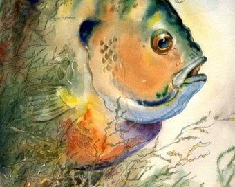 Bluegill fish Watercolor Painting 8X10 or 11X14 Best Cottage or Lake House Decor Art Print by fishing artist Barry Singer