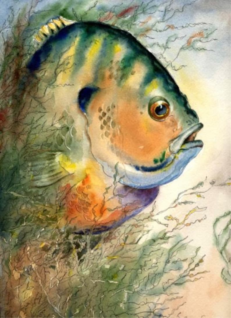 The head of a bluegill watercolor illustration by famous fish artist Barry Singer