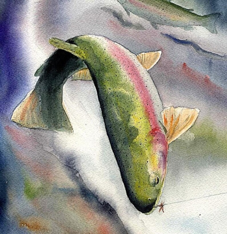 A watercolor illustration of a rainbow trout that has been hooked by a fly fisherman.