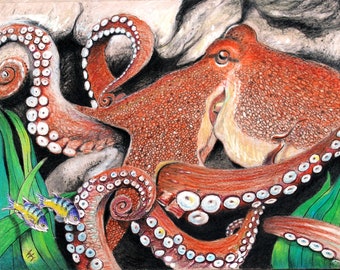 Octopus 8.5 X 11 Art print Detailed Color Illustration Beach Decor Gift by Barry Singer