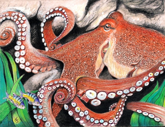 Octopus 8 5 X 11 Art Print Colored Pencil Drawing Beach Decor Etsy