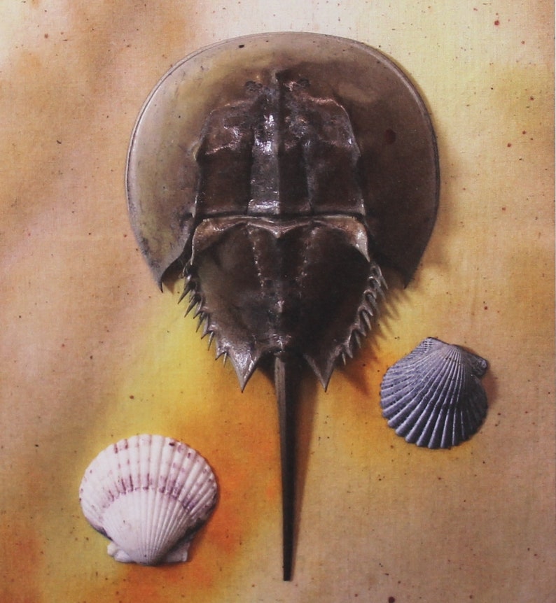 Fer à Cheval Crabe Plage Côtière Decor Maryland Delaware New Jersey La Baie De Chesapeake Art Print 8 X 10 Par Barry Singer
