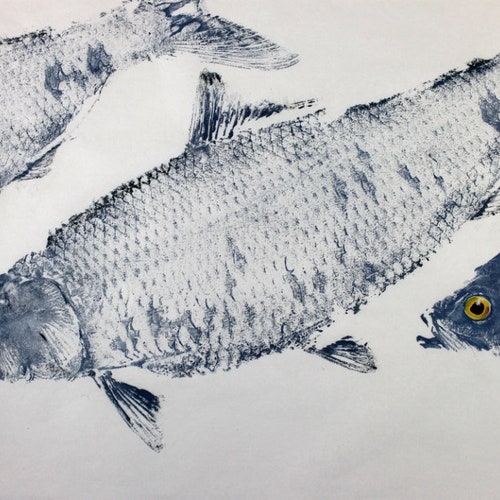 GYOTAKU fish Rubbing American Shad two sizes quality Art Print fisherman Gift by artist Barry Singer