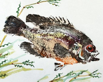 ORIGINAL Red Eye Bass GYOTAKU ( Fish Rubbing ) on Johannot Paper 9.5 X 12 Rock Bass Lake House Art Fishing Fisherman Decor by Barry Singer