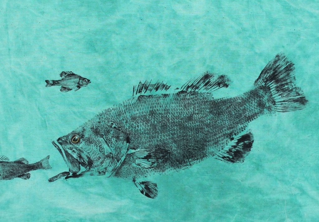 4日限定Large mouth Bass 壁掛け剥製 4日限定Large mouth Bass 壁掛け剥製