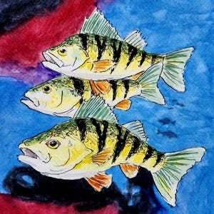 May include: Watercolor painting of three yellow perch fish with black stripes, orange fins, and green-tipped fins. The fish are set against a backdrop of blue, red, and black watercolor washes.