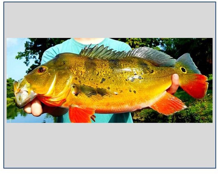 Butterfly Peacock Bass – Discover Fishes