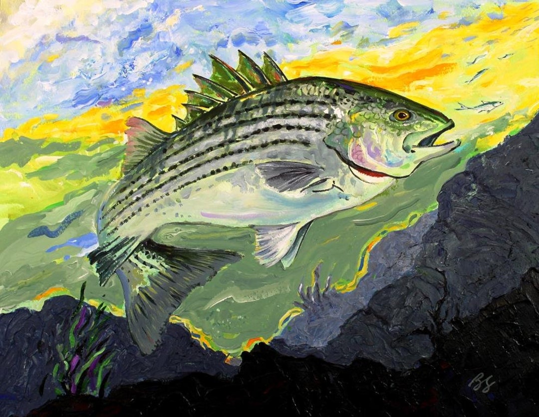 Striped Bass Full Color Illustration Art Print by Barry Singer Fits  Standard 11 X 14 Frame Gift for the Fisherman Dad 