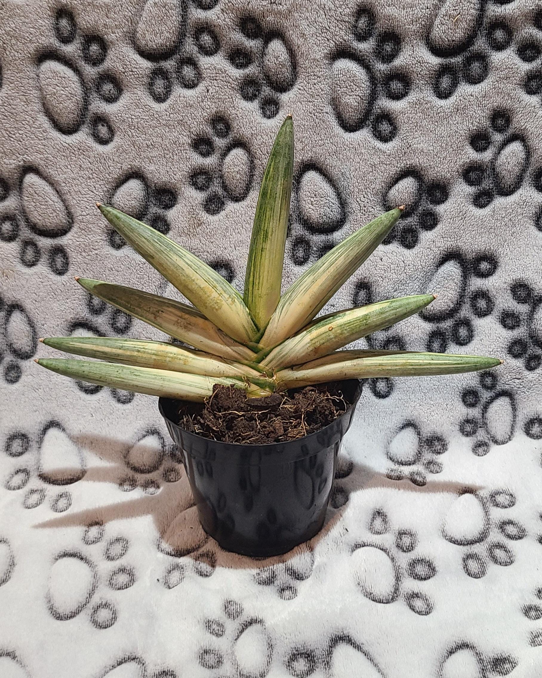 Sansevieria Boncel Starfish Variegated - Etsy