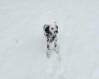 Ice Pack For Shipping