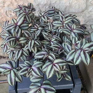 Tradescantia Clips (No Roots)