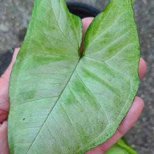 Syngonium Podophyllum White Butterfly