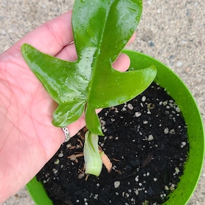 Pedatum Philodendron
