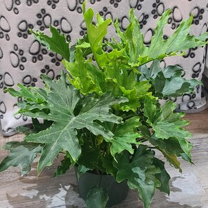 May include: A potted Philodendron plant with large, deeply lobed, green leaves. The plant has a lush, full appearance, with various shades of green. The pot is a dark green color. The background is a light gray fabric with paw prints.