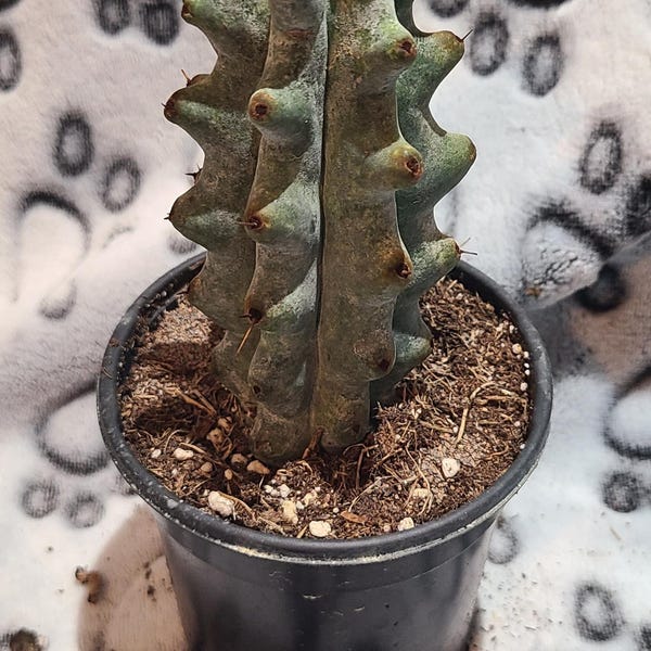 Ghost White Boobie Cactus