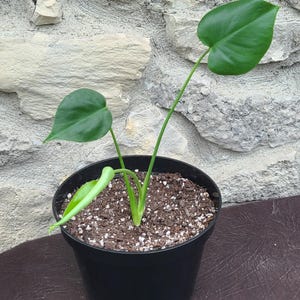 Monstera Deliciosa (Exact Plant)