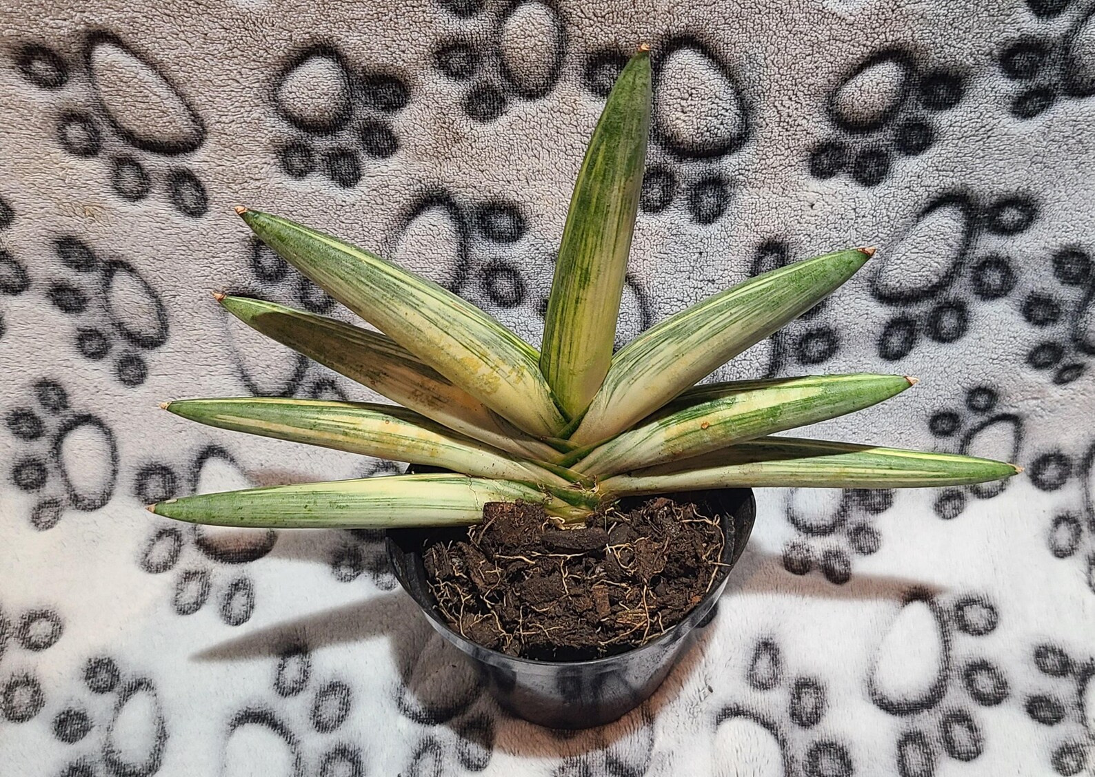 Boncel Sansevieria Boncel Starfish Variegated - Etsy