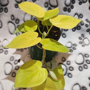 Philodendron Lemon Lime Variegated - Etsy