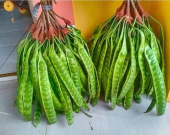 Petai Gemüse, super frischer Petai direkt vom Baum, Parkia Speciosa, gedrehte Traubenbohne