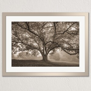 Butternut Tree, Vermont. Second largest in the state, Photography print wall art
