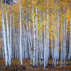 Aspen Grove Crested Butte Colorado, Photo of Kebler Pass, Photography wall art