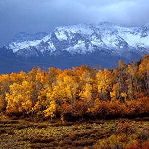 Colorado Mountains in Autumn, Aspens, Dallas Divide, Ridgway, Telluride, Photography wall art