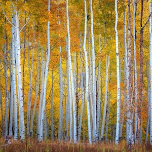 Aspens photo, Crested Butte Colorado in the autumn, Photography wall art