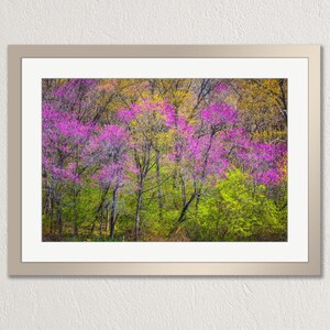 Redbud Trees: Colorful Spring Forest, photo print