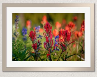 Mountain wildflower closeup, Indian paintbrush & lupine in Colorado Rockies, photo print