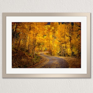 Autumn Aspens Photography Print: Colorado Rocky Mountains Road