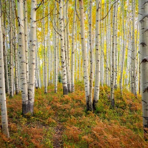 Colorado Aspens Autumn Photo Wall Art, Crested Butte Kebler Pass Landscape Photography, Fall Nature Decor for Home or Office