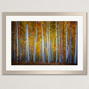 Aspens trees in autumn, Kebler Pass, Crested Butte Colorado, photo print