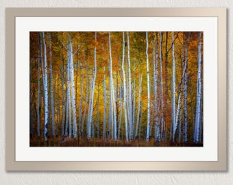 Aspens trees in autumn, Kebler Pass, Crested Butte Colorado, photo print